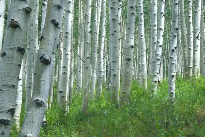 Framed Print : Aspen grove in the summertime Framed Print : Aspen grove in the summertime