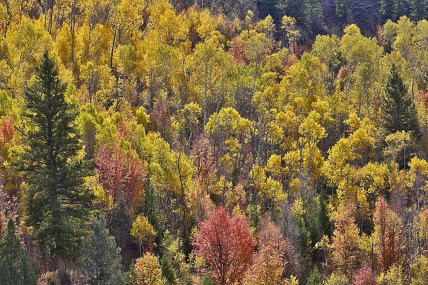 Aspen Groves in Wasatch Mountains near Logan Pass, Utah