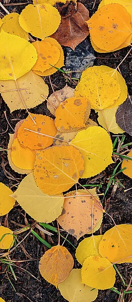 Aspen Leaf Close-up, Colorado, Walden, USA