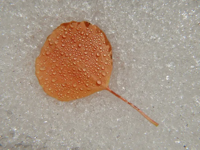 Framed Print : Aspen leaf, water drops, Snow, fall, Eastern Sierras, Bishop, California Framed Print : Aspen leaf, water drops, Snow, fall, Eastern Sierras, Bishop, California