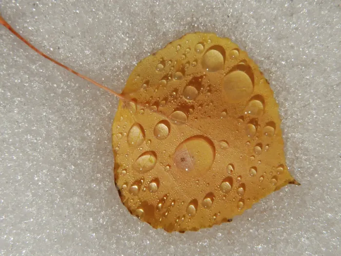 Framed Print : Aspen leaf, water drops, Snow, fall, Eastern Sierras, Bishop, California Framed Print : Aspen leaf, water drops, Snow, fall, Eastern Sierras, Bishop, California