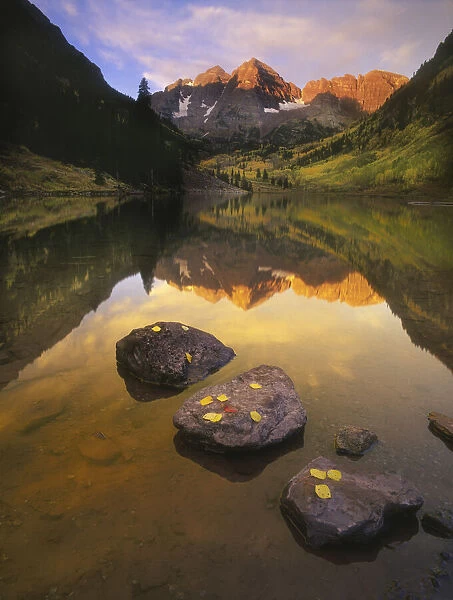 Aspen leaves signify the end of Fall and the beginning of winter at the maroon bells near