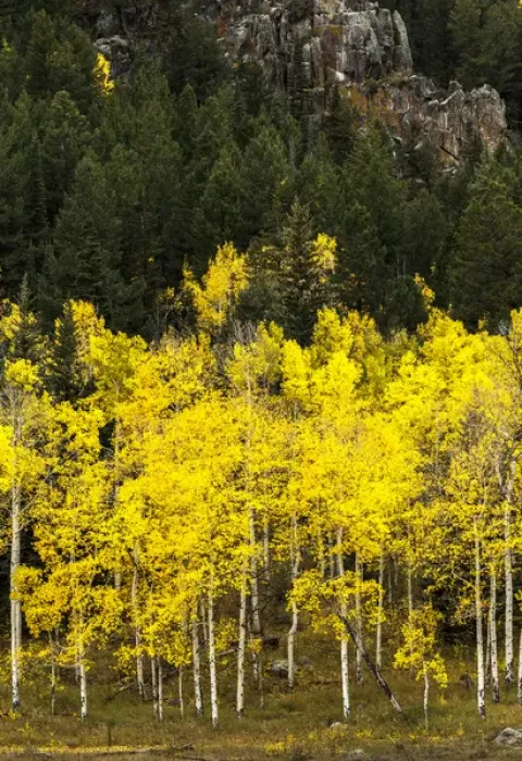 Framed Print : Aspen leaves turning near the Colorado River, Colorado, USA