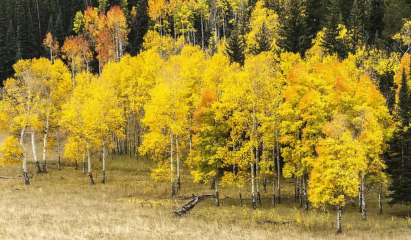 Aspen leaves turning near the Colorado River, Colorado, USA