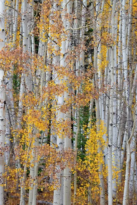 Framed Print : Aspen patterns in Colorado, USA Framed Print : Aspen patterns in Colorado, USA