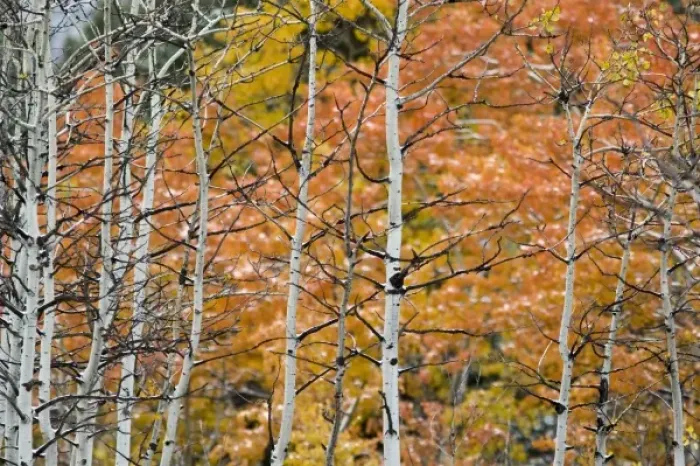 Framed Print : Aspen sapling trunks with autumn color in background in Glacier National Park in Montana Framed Print : Aspen sapling trunks with autumn color in background in Glacier National Park in Montana