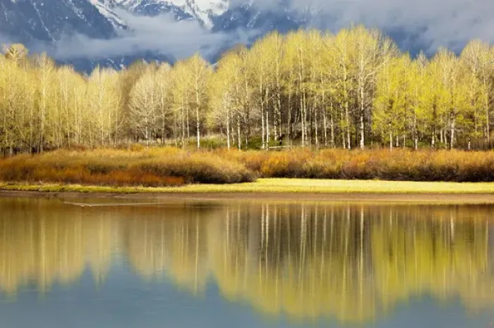 Framed Print : Aspen stand and reflection in early spring, Grand Teton National Park, Wyoming