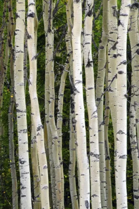 Framed Print : Aspen Tree Trunks; Healy; Alaska; USA