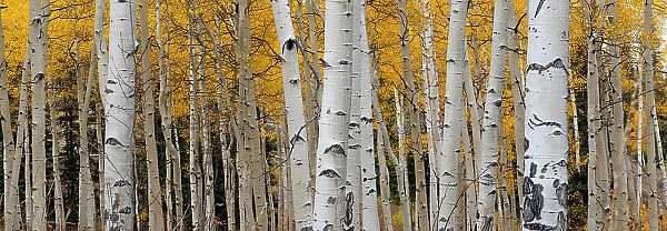 Aspen tree trunks and leaves blend in this autumn image, Rocky Mountains, Colorado, USA