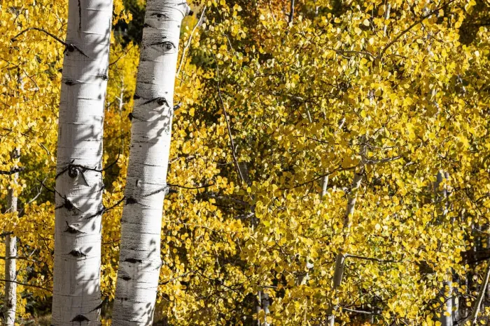 Framed Print : Aspen trees in autumn Framed Print : Aspen trees in autumn