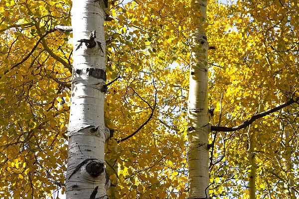 Aspen trees in autumn, Blake Trail, Colorado