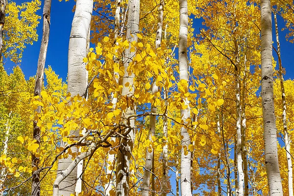 Aspen trees in autumn turning goldin Snowmass