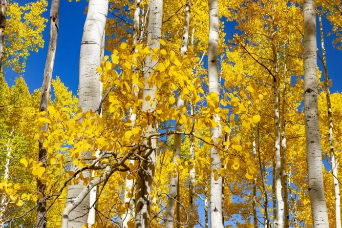 Framed Print : Aspen trees in autumn turning goldin Snowmass Framed Print : Aspen trees in autumn turning goldin Snowmass