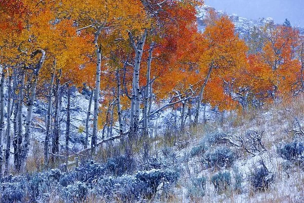 Aspen trees in Fall colors, Bighorn Mountains, Shell, Wyoming, USA