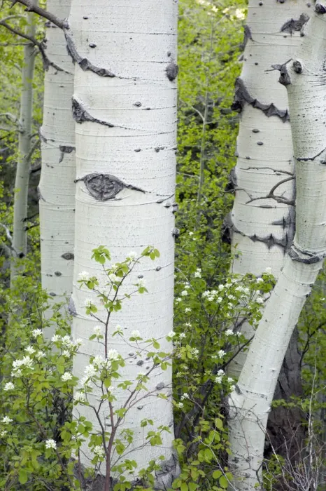 Framed Print : Aspen trees and forest outside of Telluride, Colorado