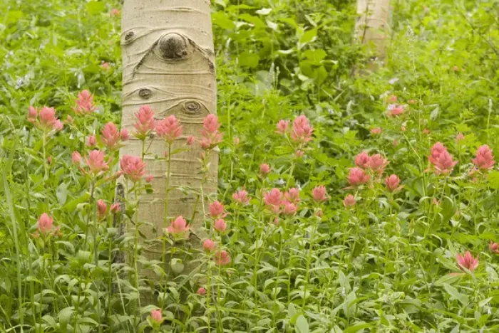 Framed Print : Aspen Trees, Populus tremuloides, also known as American Aspen, Quaking Aspen, Trembling Aspen Framed Print : Aspen Trees, Populus tremuloides, also known as American Aspen, Quaking Aspen, Trembling Aspen