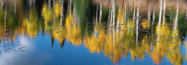 Aspen trees reflect in fall. Rocky Mountains, Colorado, USA