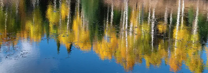 Framed Print : Aspen trees reflect in fall. Rocky Mountains, Colorado, USA