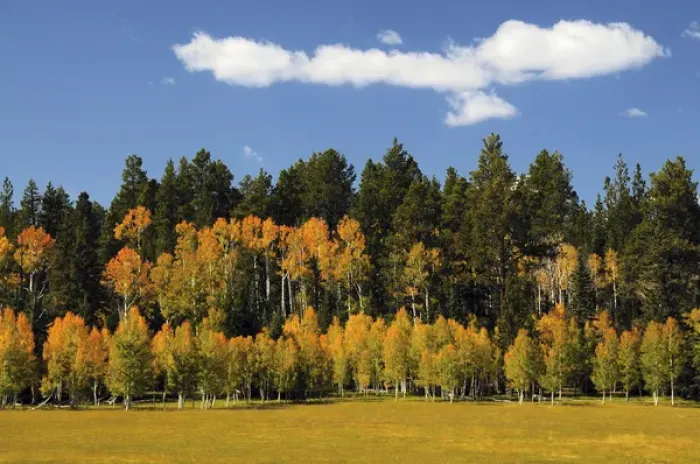 Framed Print : Aspens in Autumn; Zion National Park; Utah; USA Framed Print : Aspens in Autumn; Zion National Park; Utah; USA