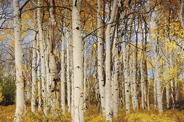Aspens; Autumn; Zion National Park; Utah; USA