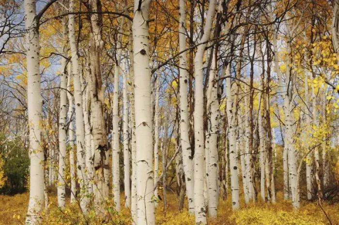 Framed Print : Aspens; Autumn; Zion National Park; Utah; USA Framed Print : Aspens; Autumn; Zion National Park; Utah; USA