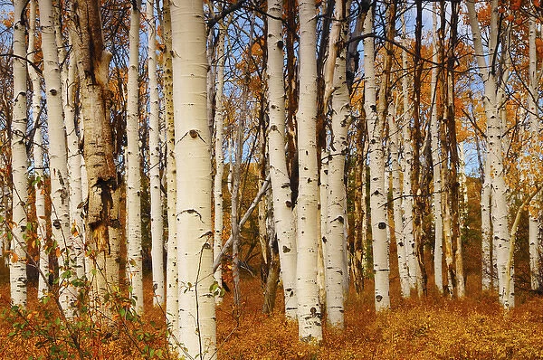 Aspens in Autumn; Zion National Park; Utah; USA