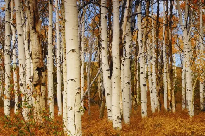 Framed Print : Aspens in Autumn; Zion National Park; Utah; USA Framed Print : Aspens in Autumn; Zion National Park; Utah; USA