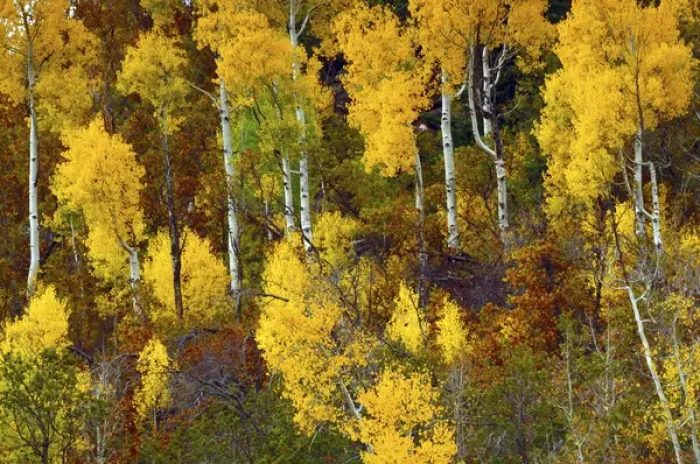 Framed Print : Aspens in Autumn; Zion National Park; Utah; USA Framed Print : Aspens in Autumn; Zion National Park; Utah; USA