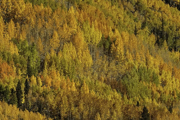 Aspens in fall on steep mountain slope viewed from Million Dollar Highway, near Ouray