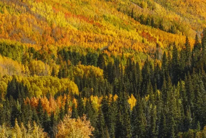 Framed Print : Aspens in fall on steep mountain slope viewed from Million Dollar Highway, near Ouray Framed Print : Aspens in fall on steep mountain slope viewed from Million Dollar Highway, near Ouray