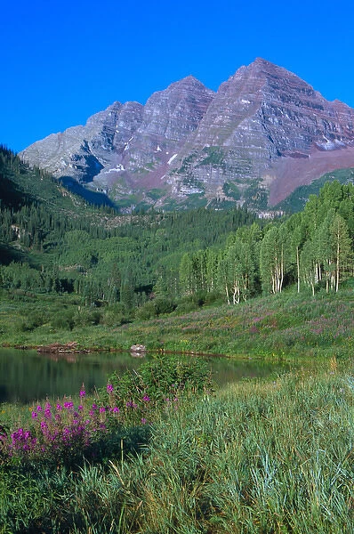 Aspens and fireweed with Maroon Bells in background and Maroon Lake in the foreground