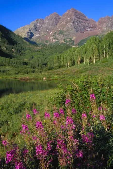 Framed Print : Aspens and fireweed with Maroon Bells in background and Maroon Lake in the foreground Framed Print : Aspens and fireweed with Maroon Bells in background and Maroon Lake in the foreground