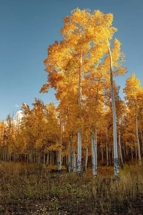 Framed Print : Aspens glow bright orange in late afternoon sun, Colorado, Walden, USA