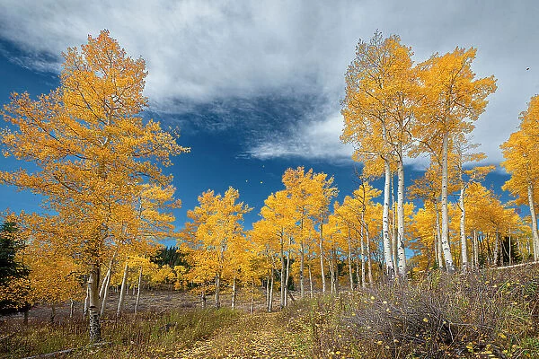 Aspens glow with fall color, Colorado, Walden, USA