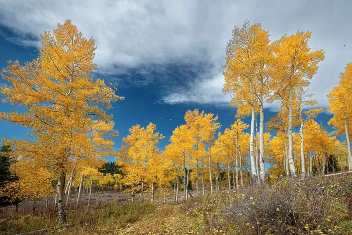 Framed Print : Aspens glow with fall color, Colorado, Walden, USA