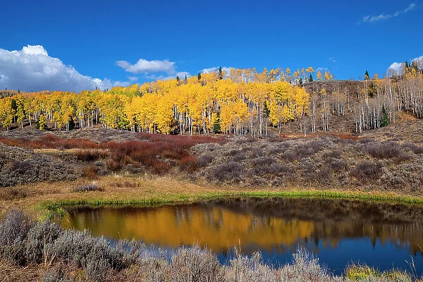 Aspens glow above a pond on this hillside in the Rocky Mountains, Colorado, USA