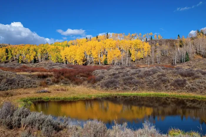 Framed Print : Aspens glow above a pond on this hillside in the Rocky Mountains, Colorado, USA Framed Print : Aspens glow above a pond on this hillside in the Rocky Mountains, Colorado, USA