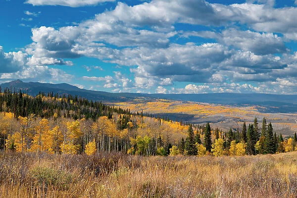 Aspens go on for miles and miles from this vantage point in the Rockies, Colorado, USA