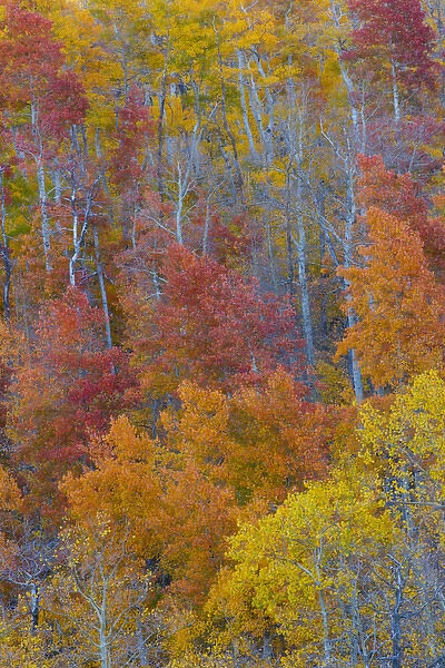 Aspens multi colored in autumn Wasatch Mountains and Hightway 39 east of Ogden, Utah