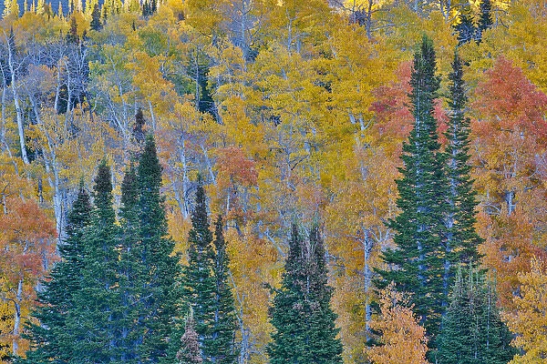 Aspens multi colored in autumn Wasatch Mountains and Hightway 39 east of Ogden, Utah