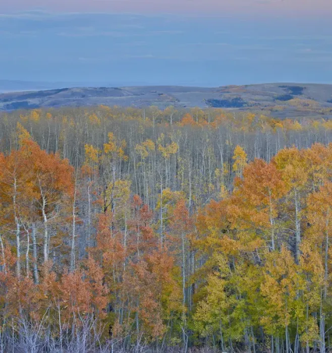 Framed Print : Aspens multi colored in autumn Wasatch Mountains and Hightway 39 east of Ogden, Utah Framed Print : Aspens multi colored in autumn Wasatch Mountains and Hightway 39 east of Ogden, Utah
