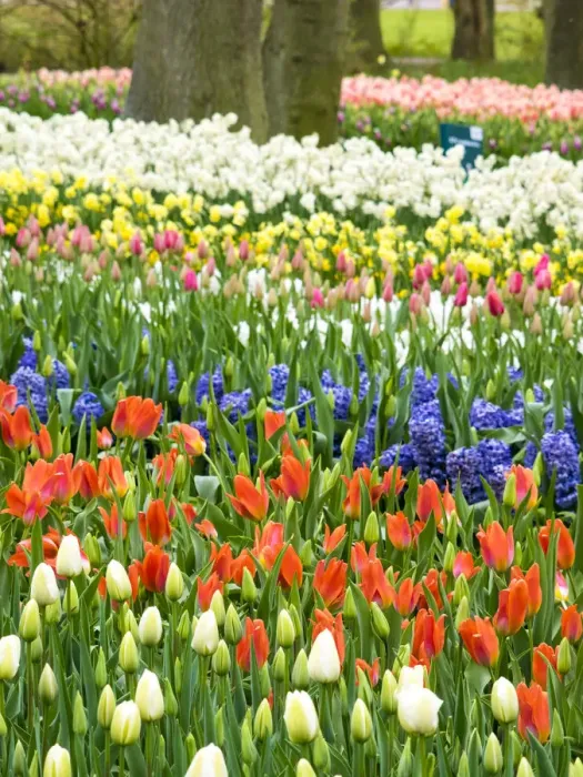 Framed Print : Assorted flowers flowering during Spring Framed Print : Assorted flowers flowering during Spring