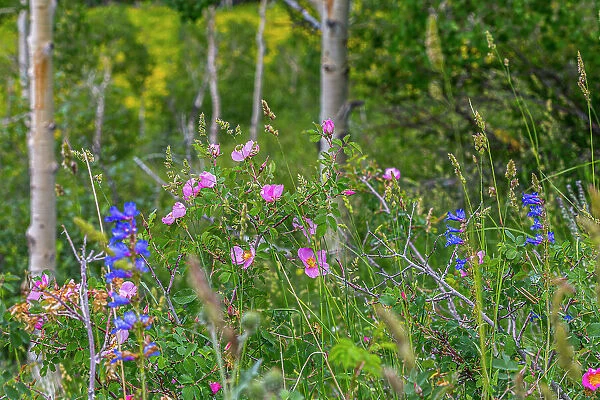 Assorted wildflowers in Manti-LaSalle National Forest