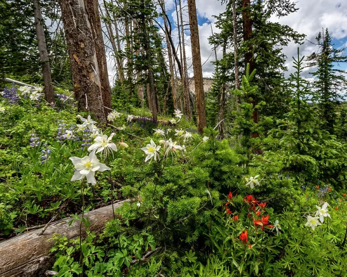 Framed Print : Assorted wildflowers in Manti-LaSalle National Forest