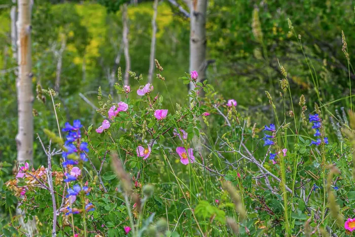 Framed Print : Assorted wildflowers in Manti-LaSalle National Forest Framed Print : Assorted wildflowers in Manti-LaSalle National Forest