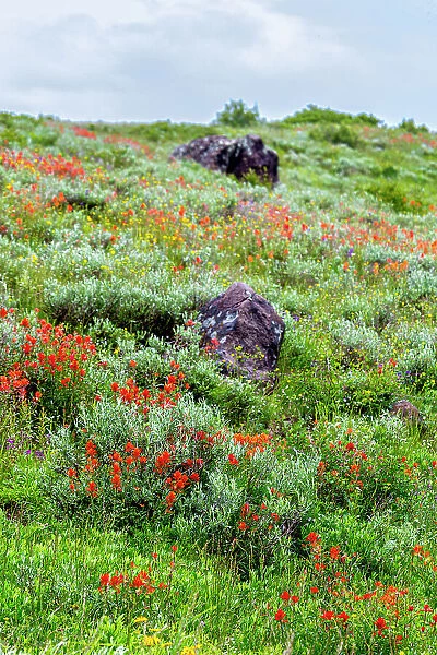An assortment of wildflowers blanket a hillside in Fish Lake National Forest
