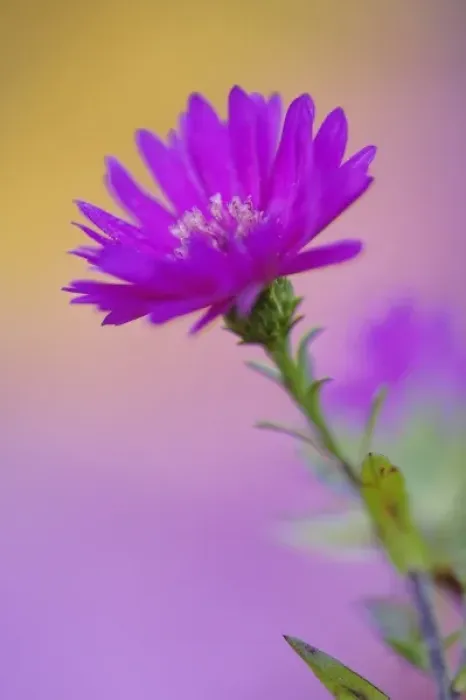 Framed Print : Aster flower in autumn, New Hampshire Framed Print : Aster flower in autumn, New Hampshire