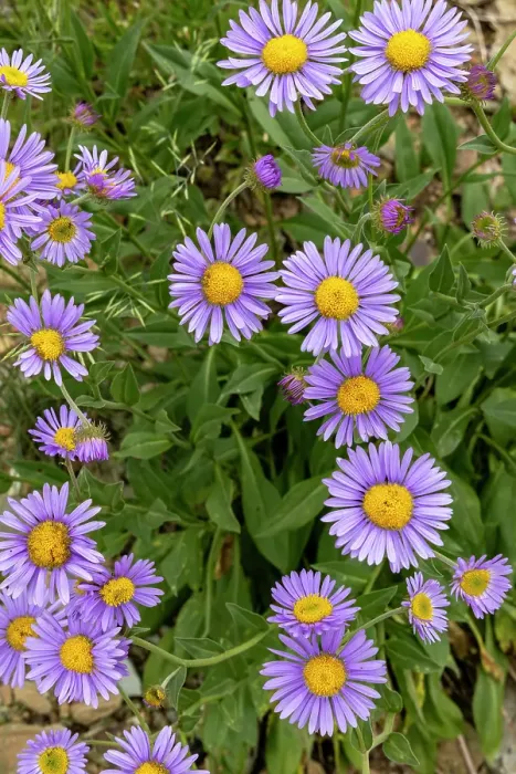 Framed Print : Aster wildflowers in the Stillwater State Forest near Whitefish, Montana, USA. (Editorial Use Only)