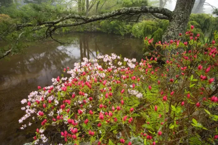 Framed Print : Asticou Azalea Gardens in Northeast Harbor, Maine. Near Acadia National Park on Mt Framed Print : Asticou Azalea Gardens in Northeast Harbor, Maine. Near Acadia National Park on Mt