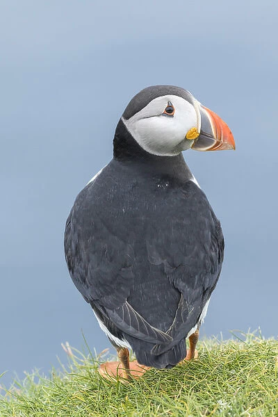 Atlantic Puffin (Fratercula arctica) in a puffinry on Mykines, part of the Faroe